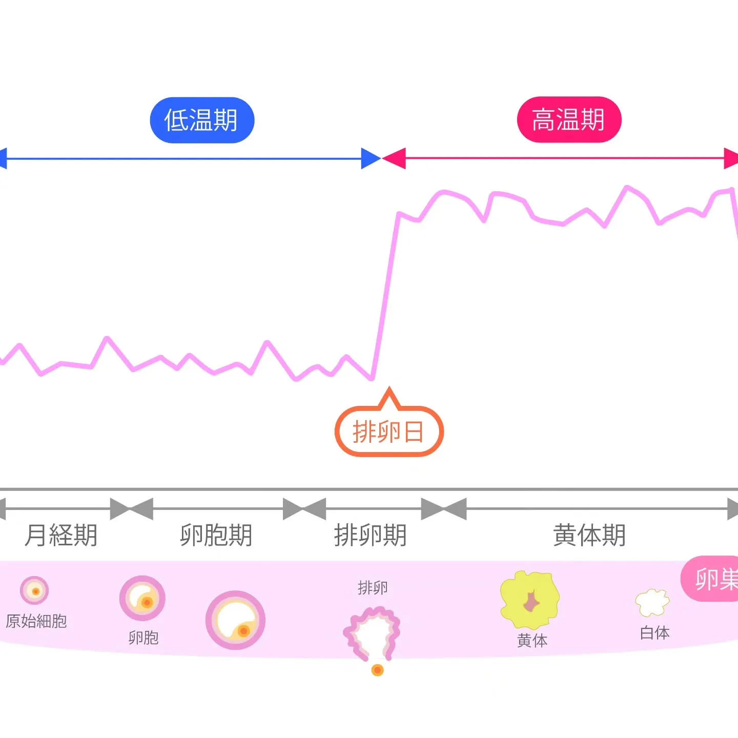 🌸産前産後・妊活中 基礎体温測る理由があるんです🌸