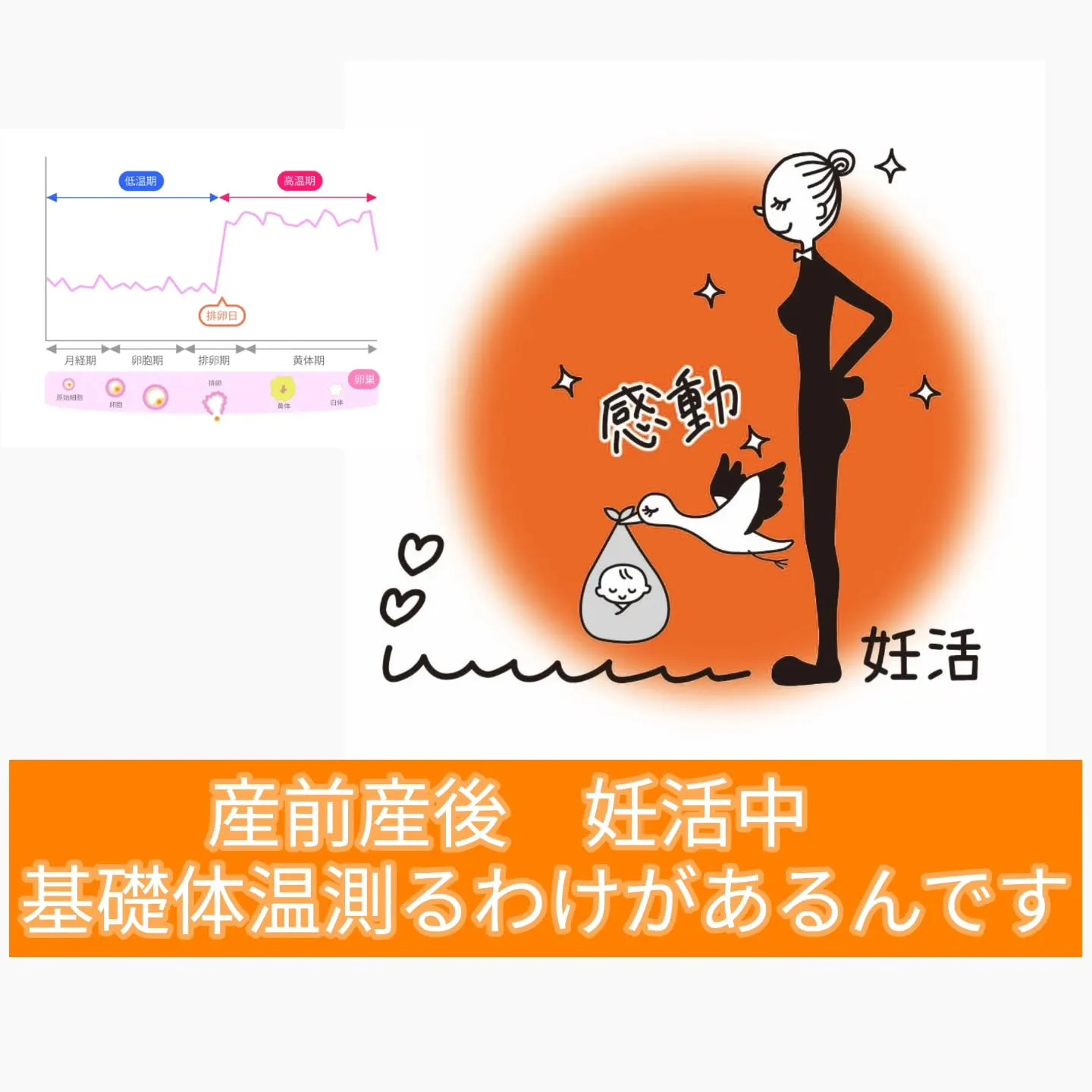 🌸産前産後・妊活中 基礎体温測る理由があるんです🌸