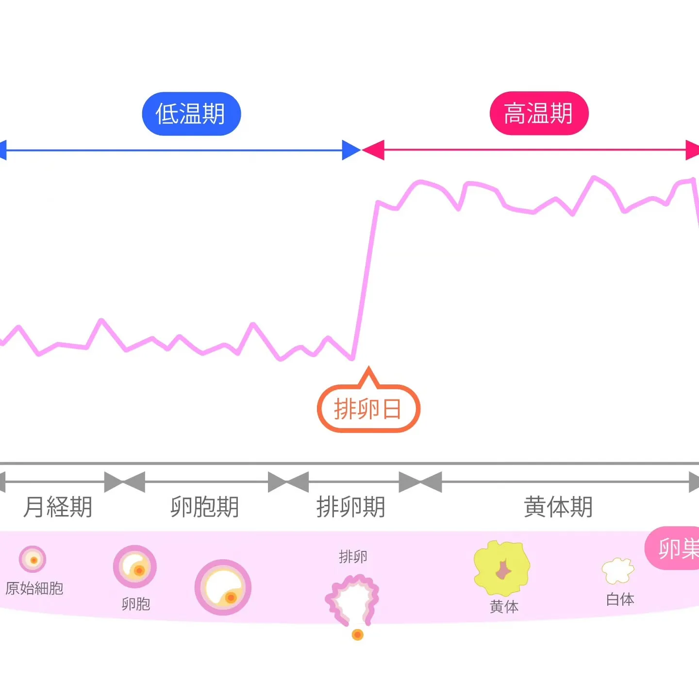 🌸産前産後・妊活中 基礎体温測る理由があるんです🌸