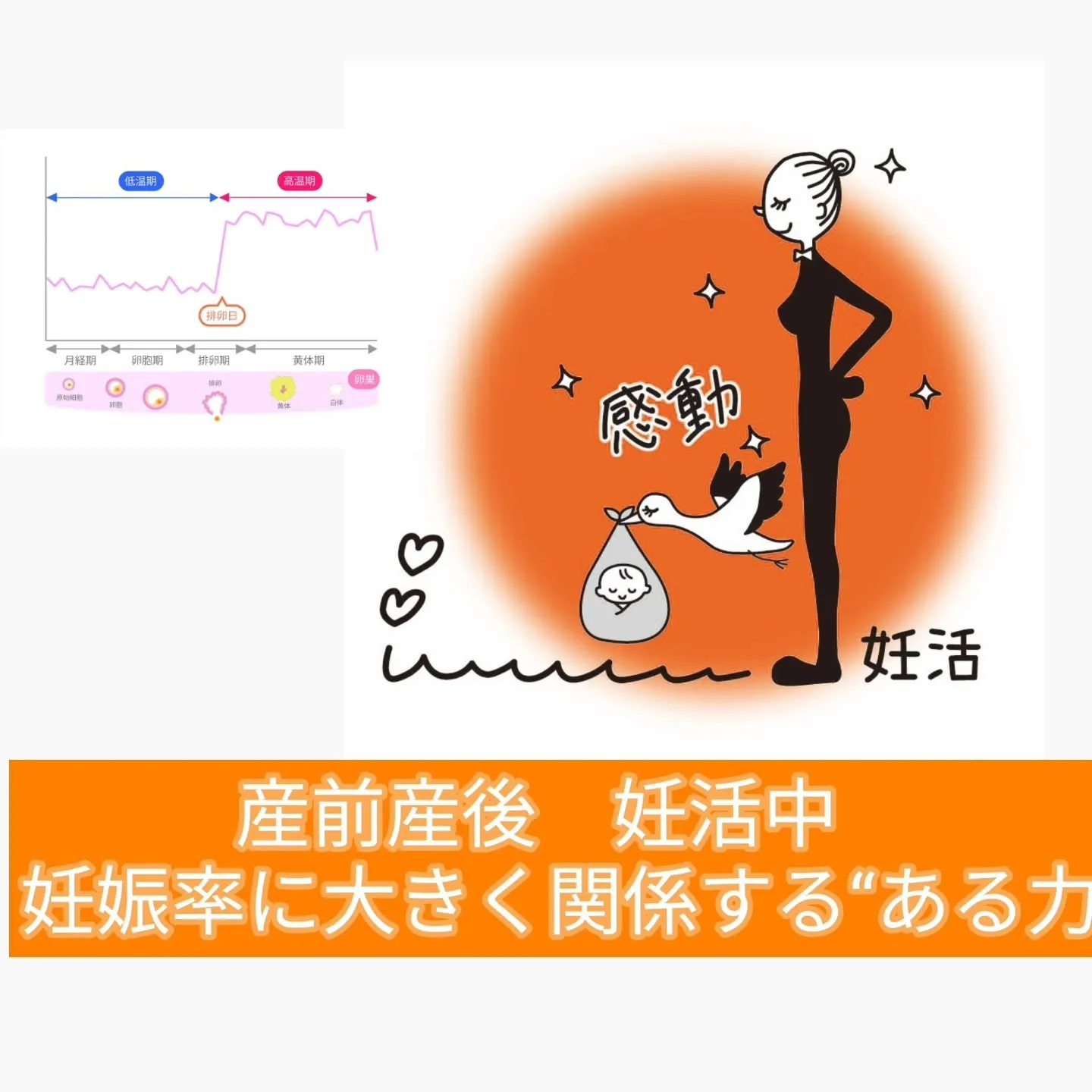 🌸【妊娠率に大きく関係する“ある力】🌸