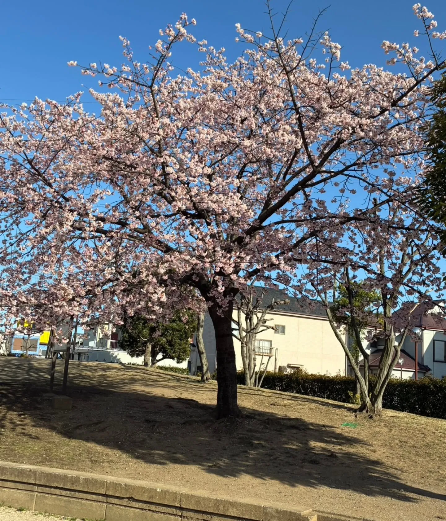 🌸お花を見るだけで体が整う？