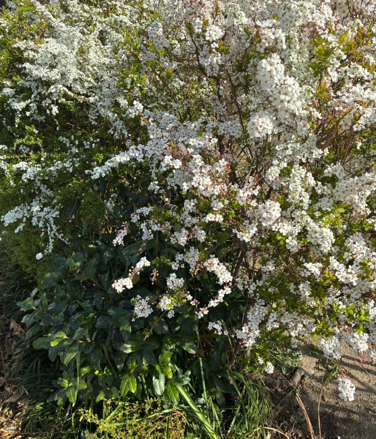 🌸お花を見るだけで体が整う？