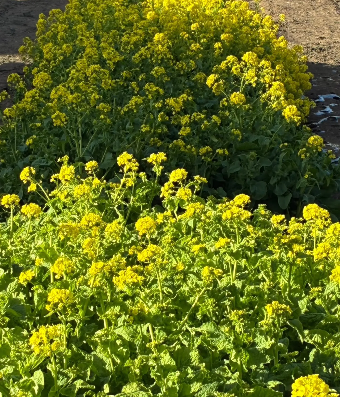 🌸お花を見るだけで体が整う？