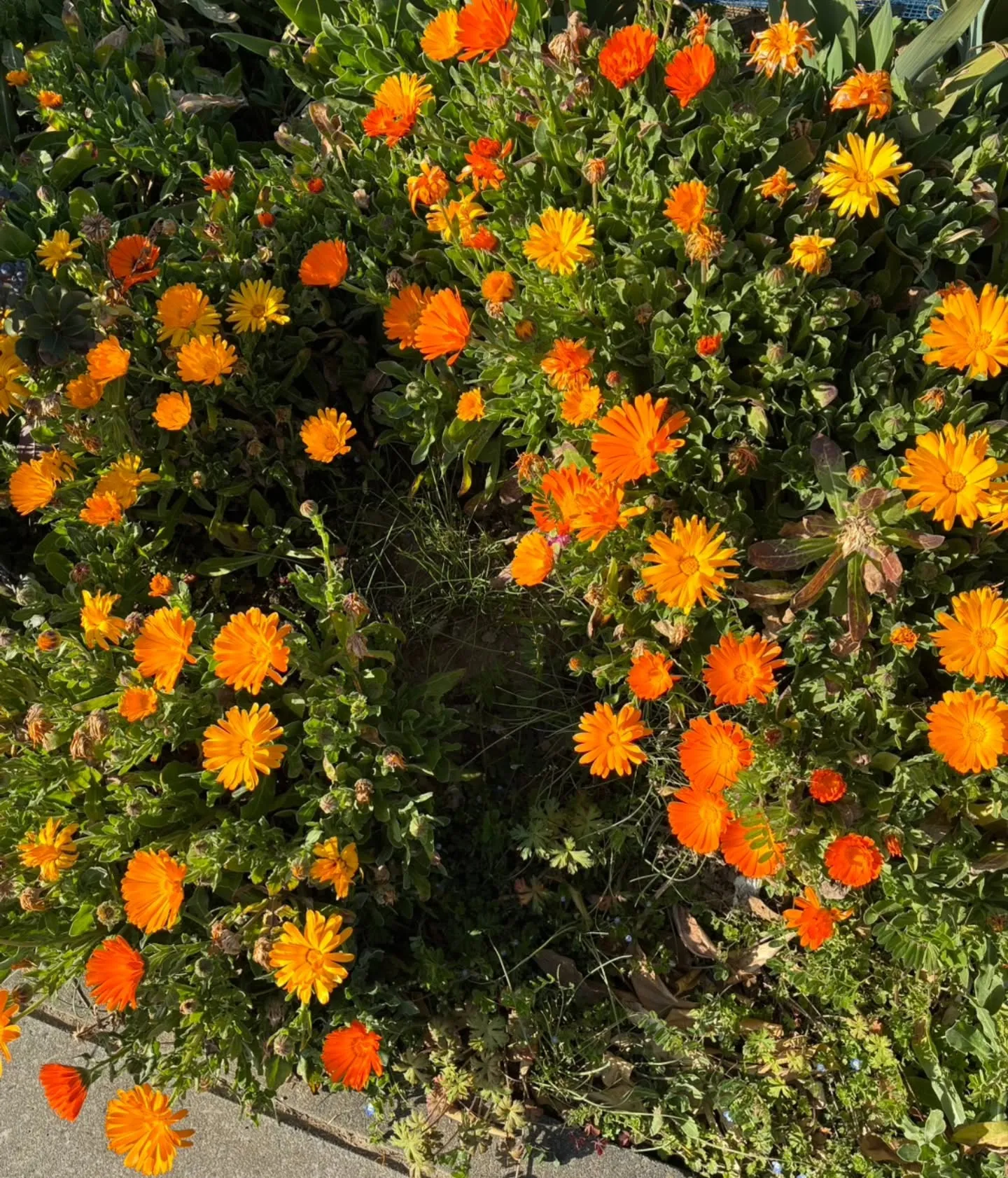 🌸お花を見るだけで体が整う？