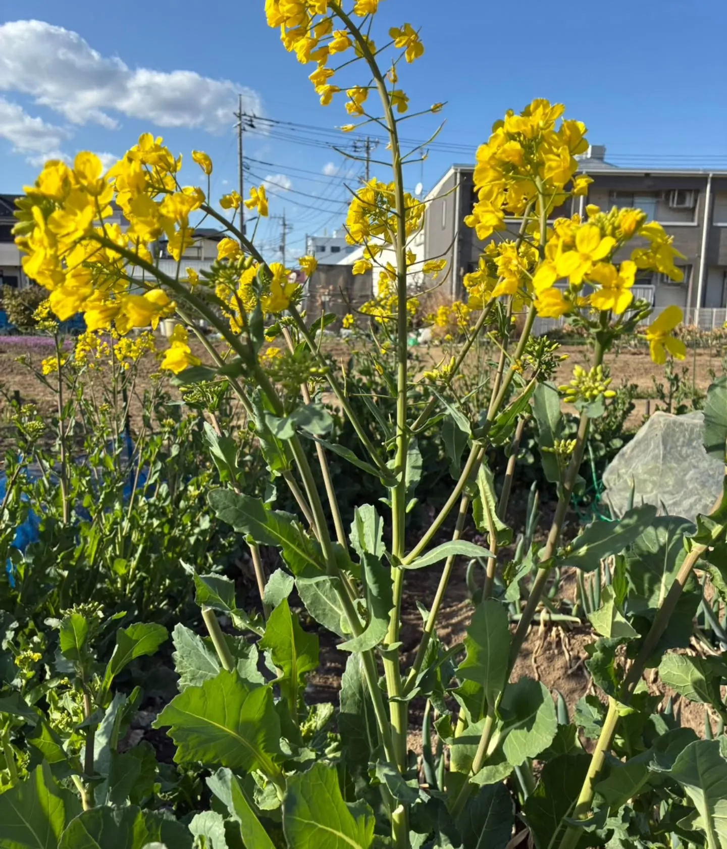 🌸お花を見るだけで体が整う？