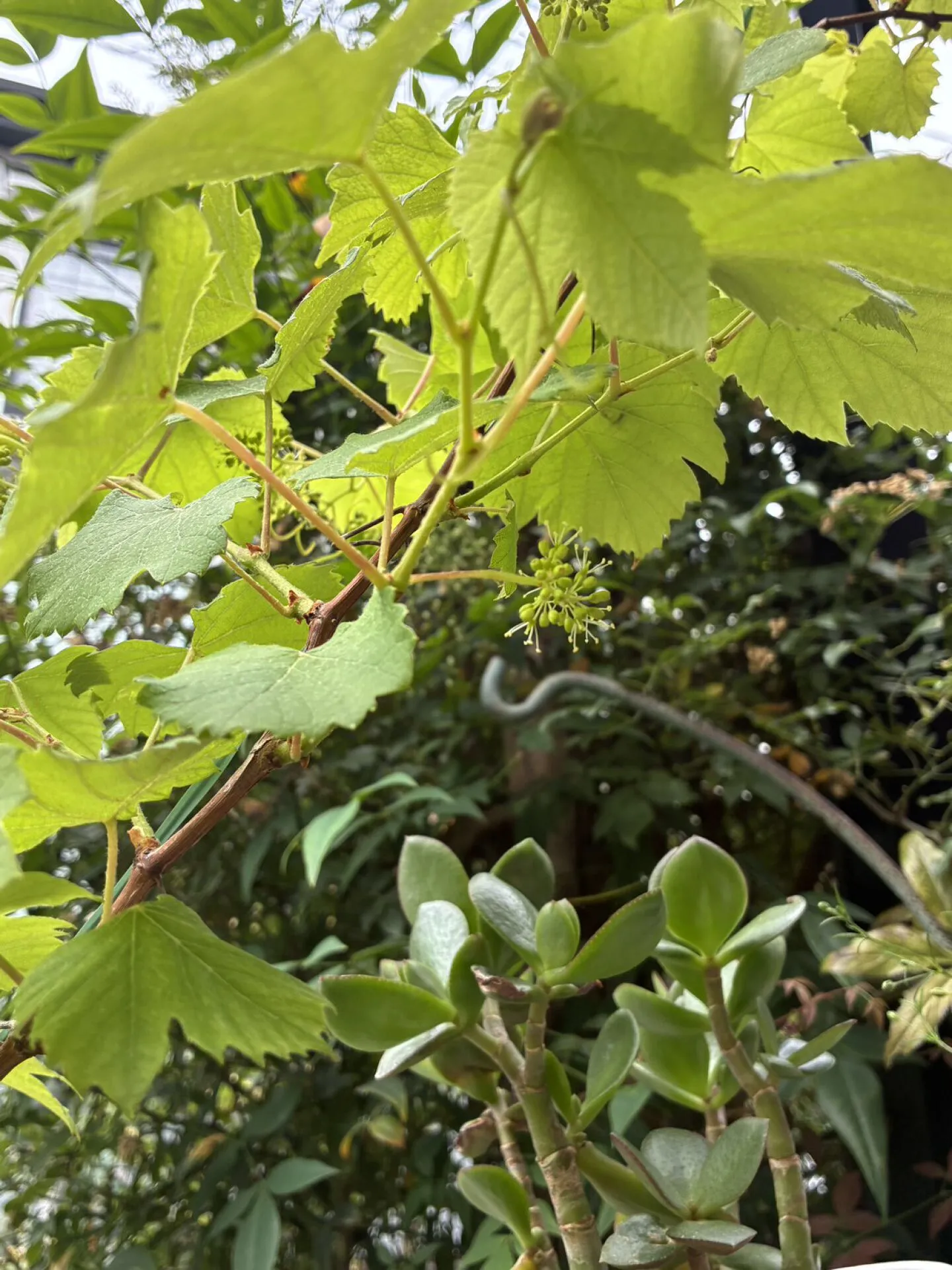 庭のぶどうの木に花が咲いた日。