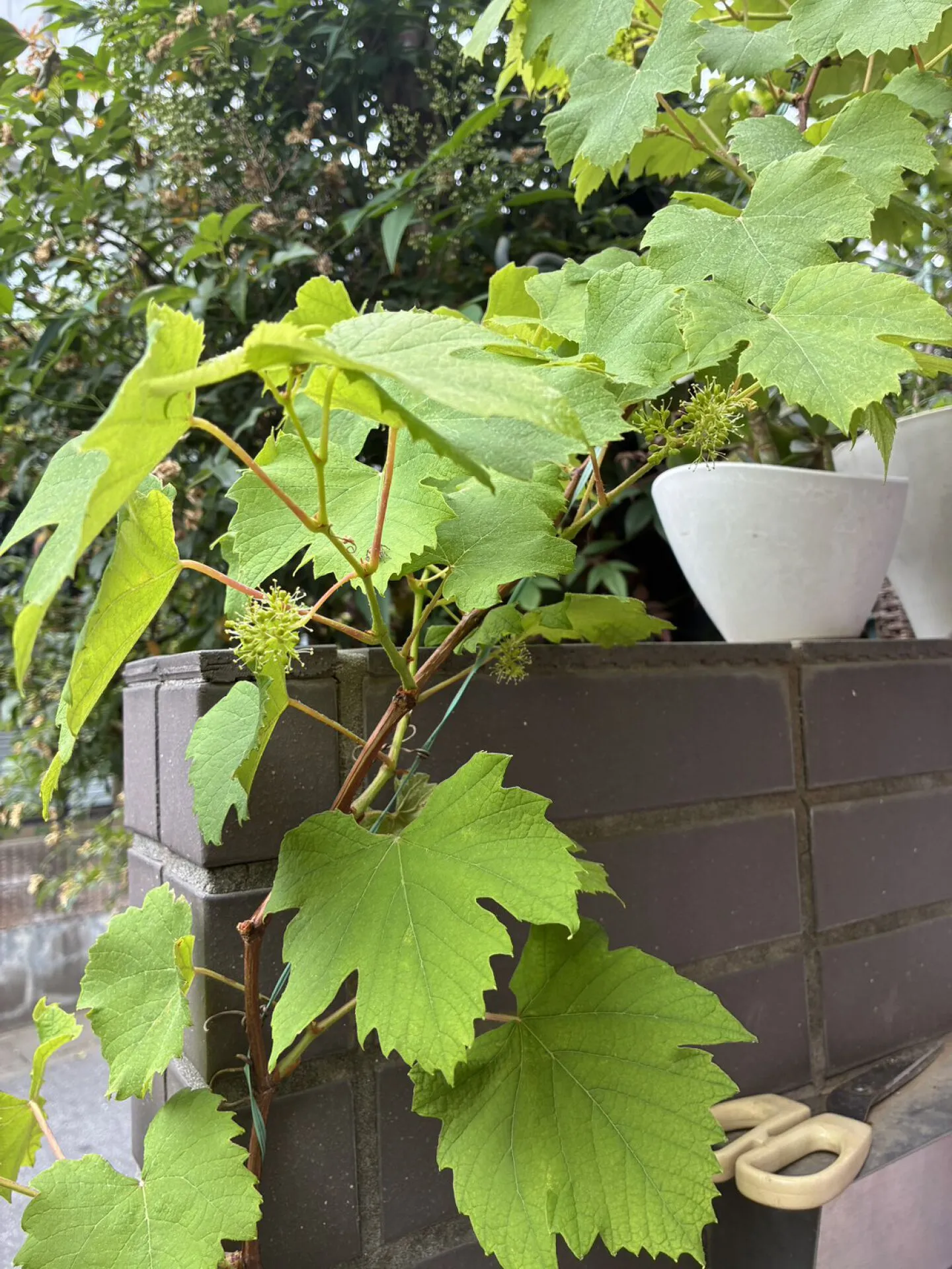 庭のぶどうの木に花が咲いた日。