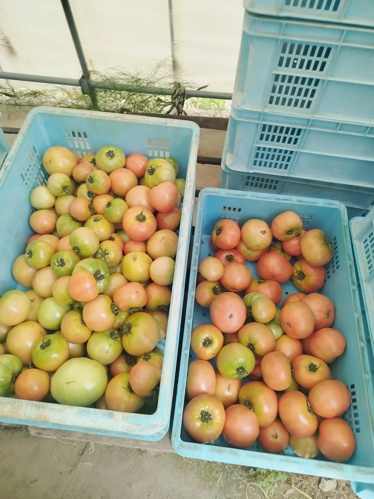 🍅今年の夏、山形へ行ってきました🌾